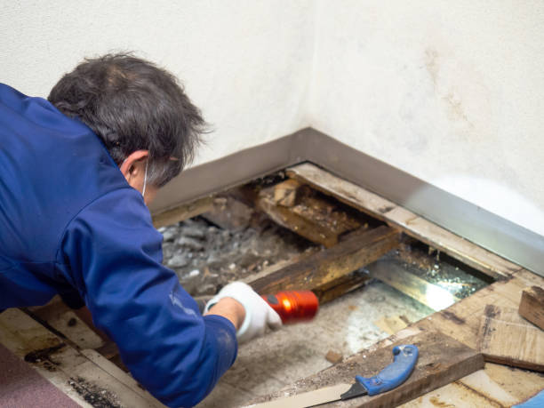 Home Mold Removal in Pomona, NY