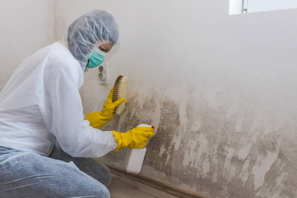 Best Black Mold Removal  in Pomona, NY