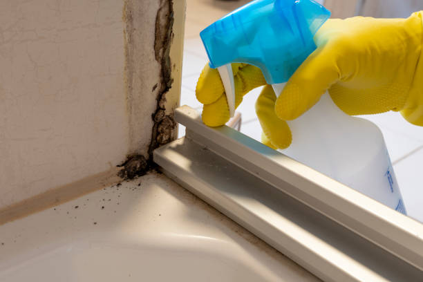 Best Black Mold Removal  in Pomona, NY