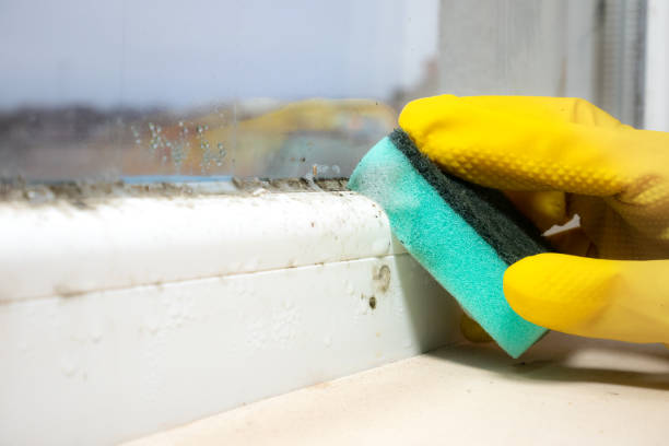 Best Toxic Mold Removal  in Pomona, NY