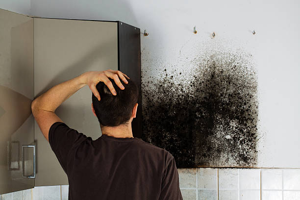 Best Mold Removal Specialists  in Pomona, NY
